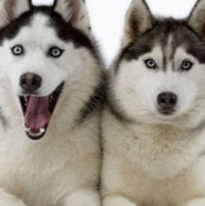 Meet your Posher, Noel